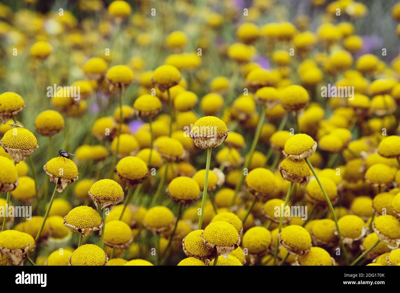 Anthemis tinctoria 'sauce hollandaise' daisy flower heads dying back