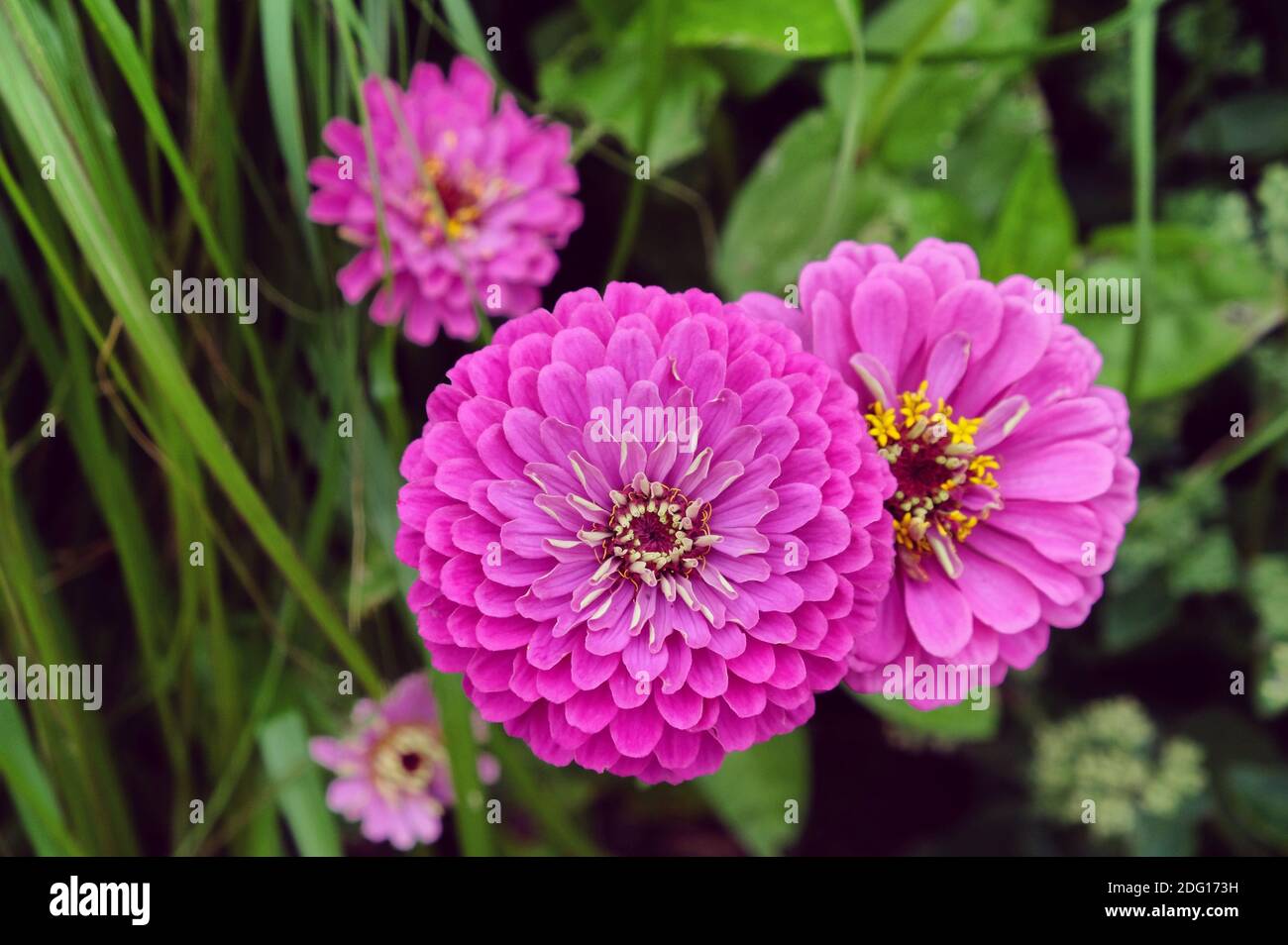 Red Common Zinnia (Zinnia elegans) 'purple prince' in flower during the