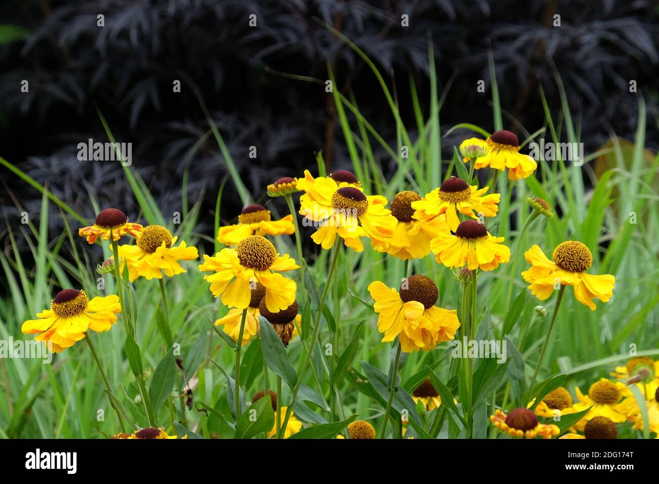 Yellow helenium sneezeweed 'autumnale' in bloom in the summer months Stock Photo