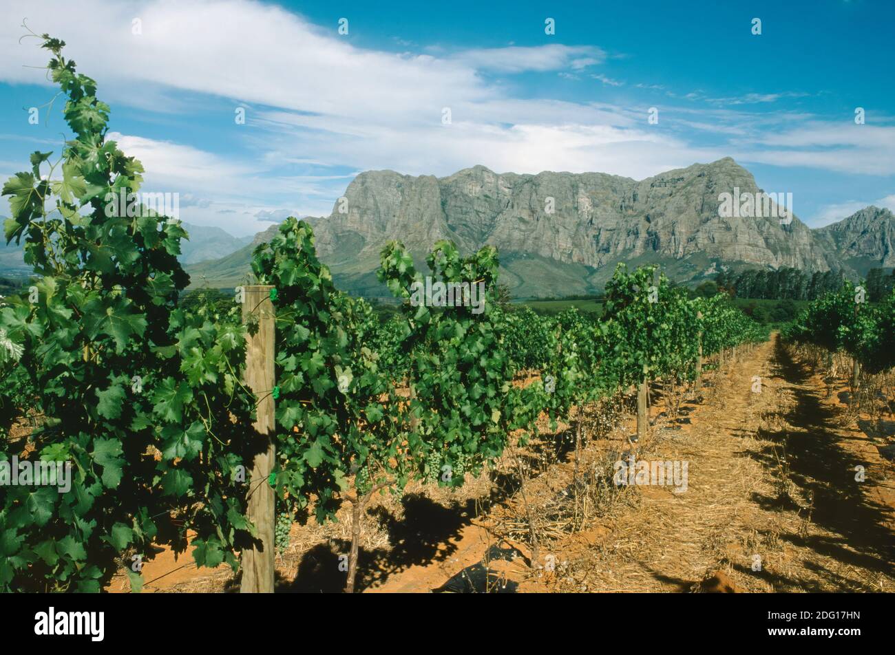 Delaire Graff the vineyard in the sky, Stellenbosch South Africa Stock Photo