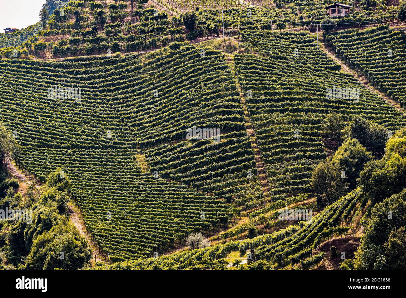 Italy Veneto Vineyards around Farra di Soligo Stock Photo