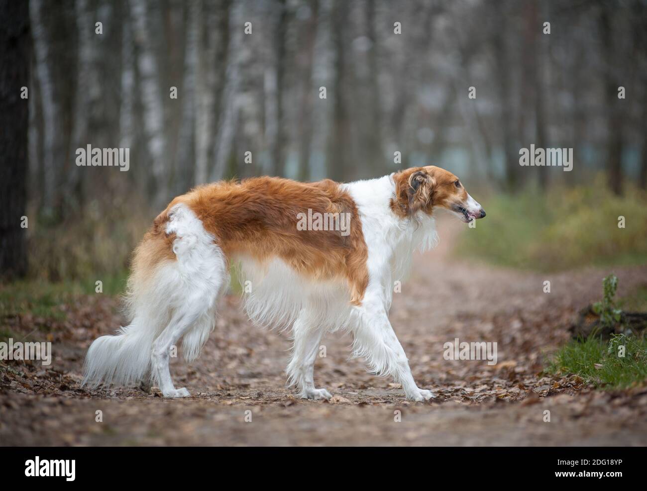 Adult purebred male of russian borzoy dog walking in forest Stock Photo