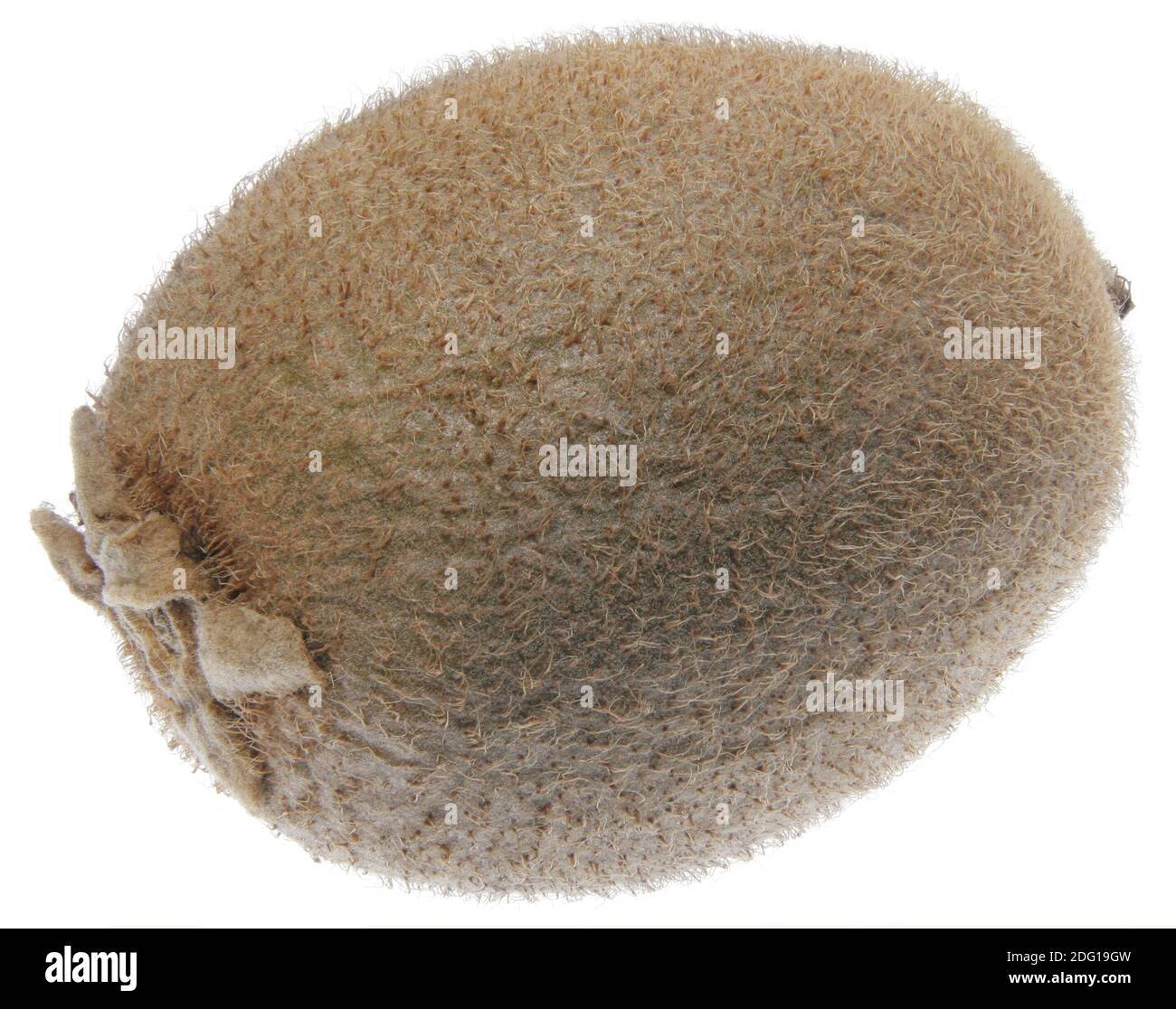 Hairy kiwi hi-res stock photography and images - Alamy