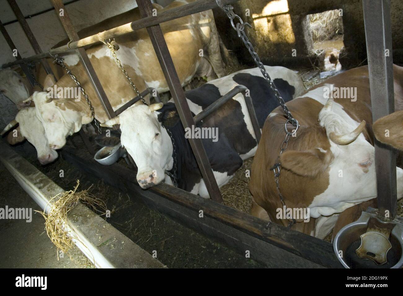 Cows in Stable Stock Photo