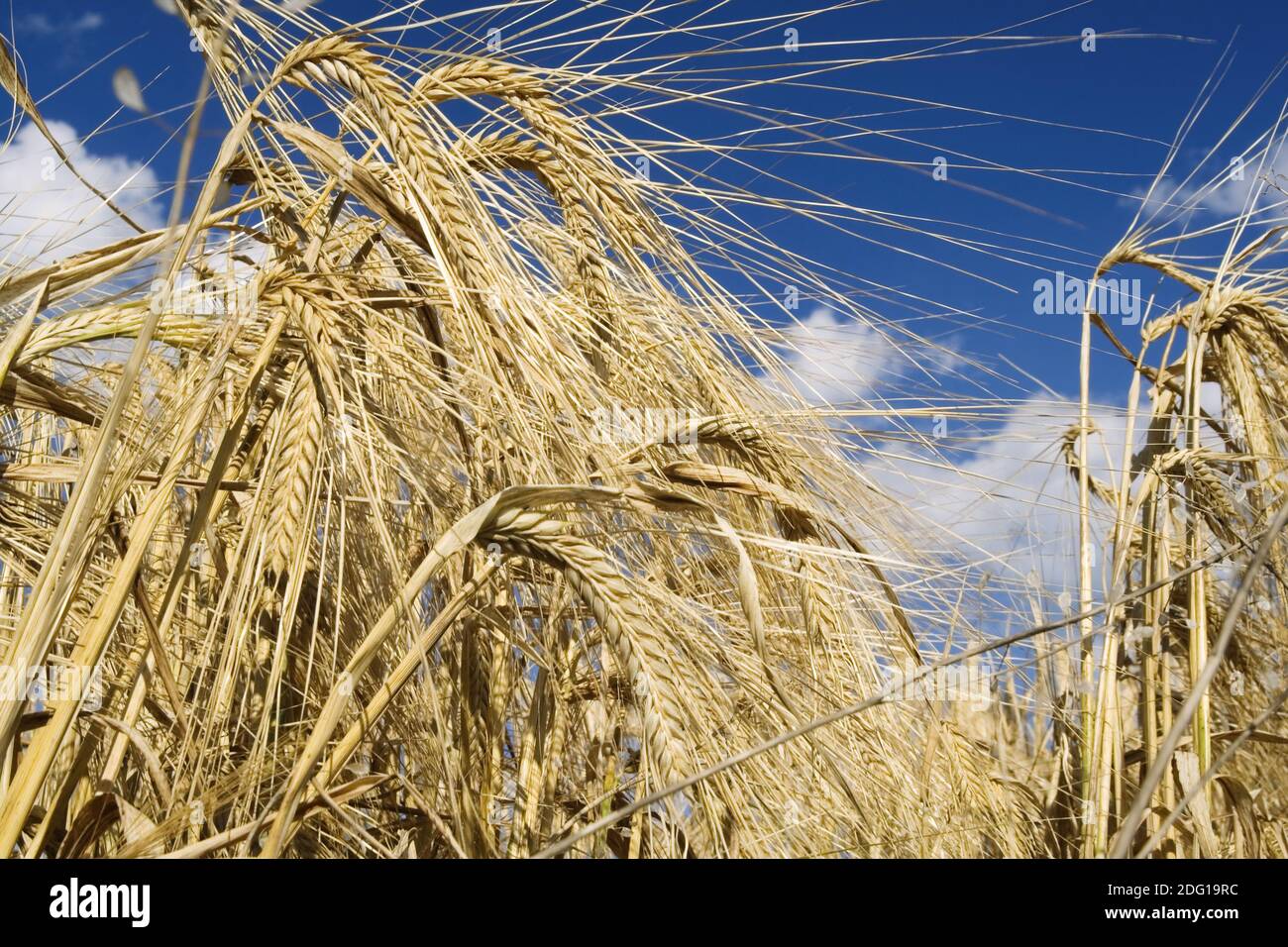 Ripe barley field close hi-res stock photography and images - Alamy