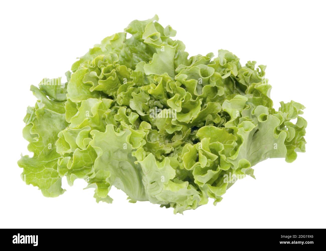Lettuce cutout Stock Photo