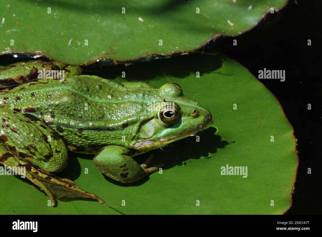 Frog on lily leaf hires stock photography and images Alamy