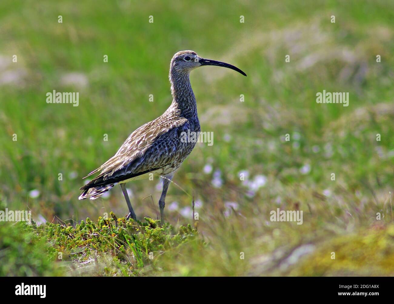 Bird animals hi-res stock photography and images - Alamy