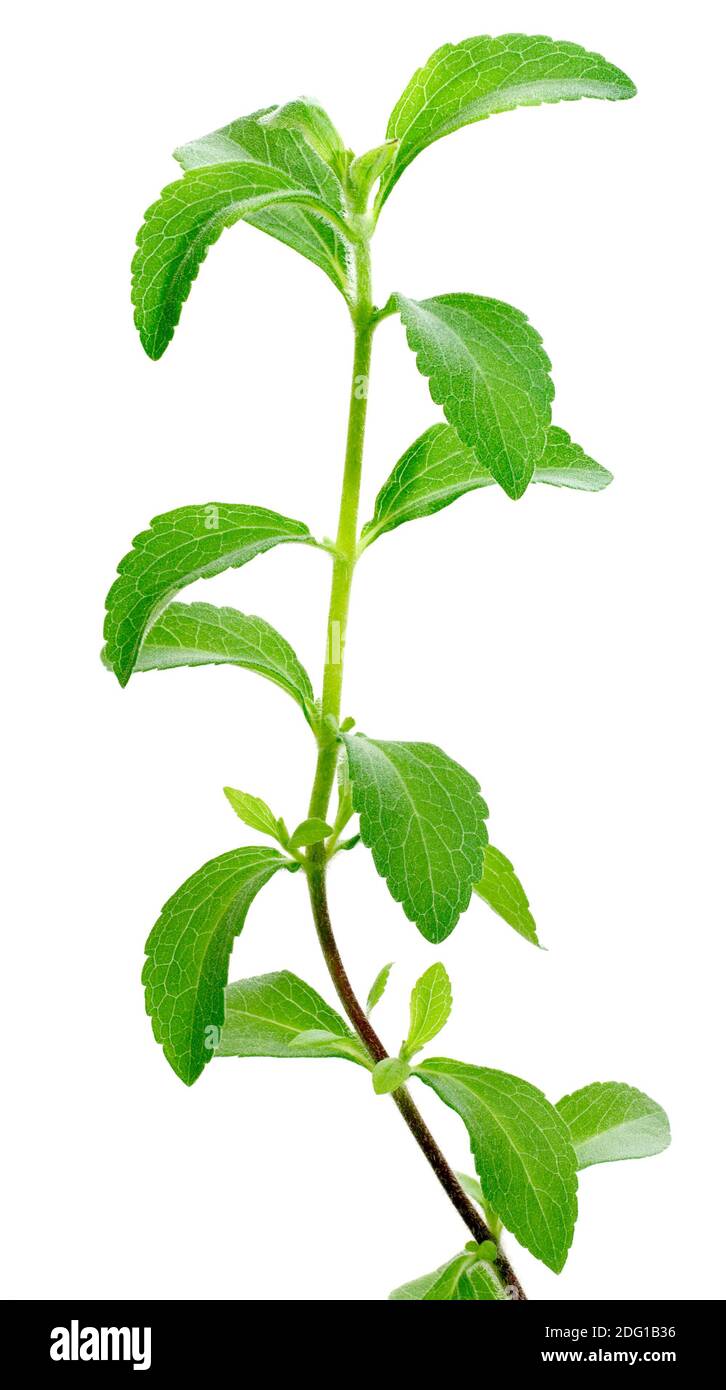 Stevia plant cutout Stock Photo