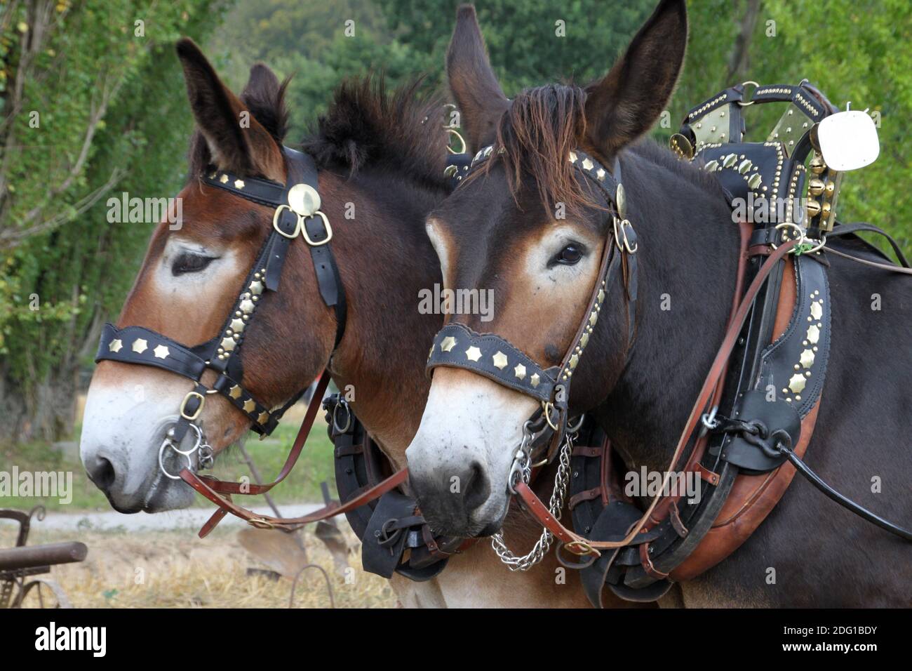 Mule and carriage Stock Photo