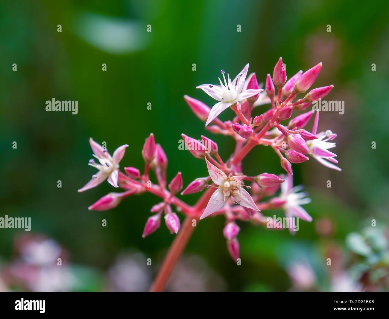 Macro photography of some fairy crassula flowers, captured in a garden near the colonial town of Villa de Leyva in the central Andean mountains of Col Stock Photo
