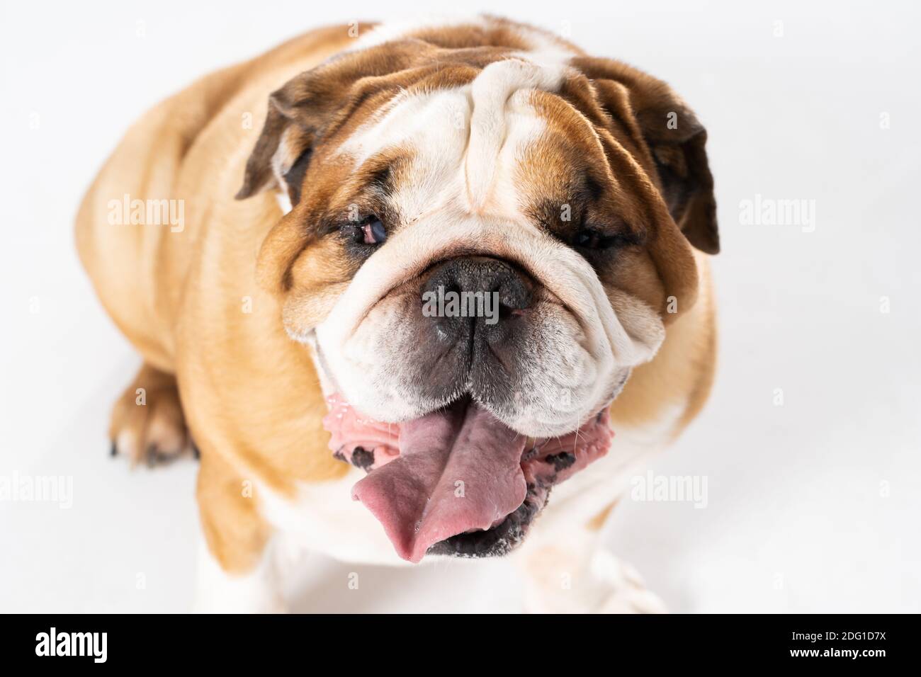 Open mouth. The English Bulldog was bred as a companion and deterrent dog. A breed with a brown coat with white patches. Stock Photo