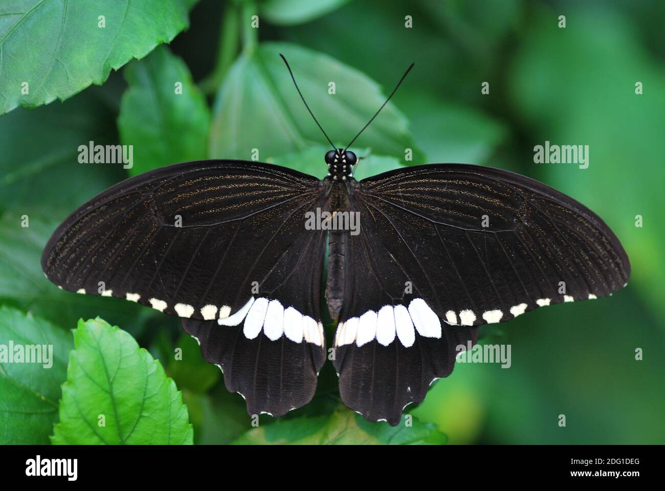 Black and white butterfly hi-res stock photography and images - Alamy