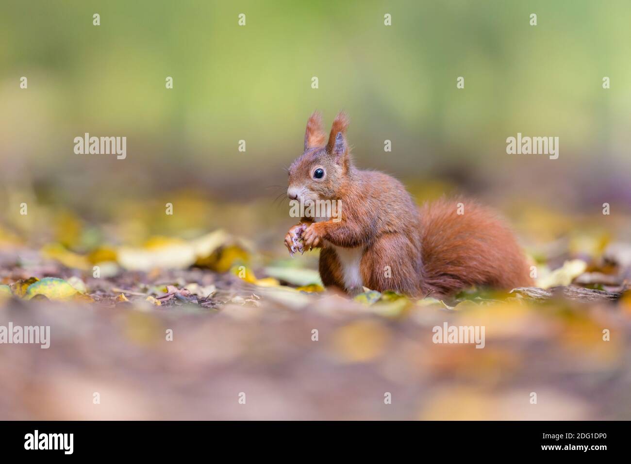 Eurasisches Eichhoernchen, Sciurus vulgaris, Eurasian red squirrel Stock Photo