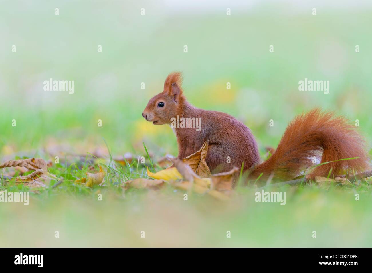 Eurasisches Eichhoernchen, Sciurus vulgaris, Eurasian red squirrel Stock Photo