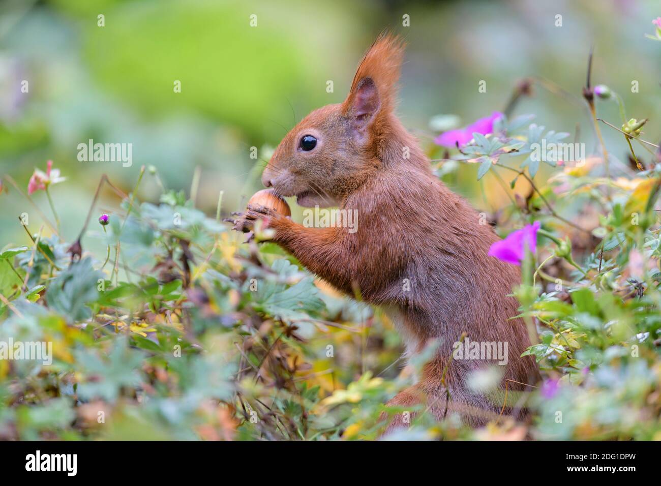 Eurasisches Eichhoernchen, Sciurus vulgaris, Eurasian red squirrel Stock Photo