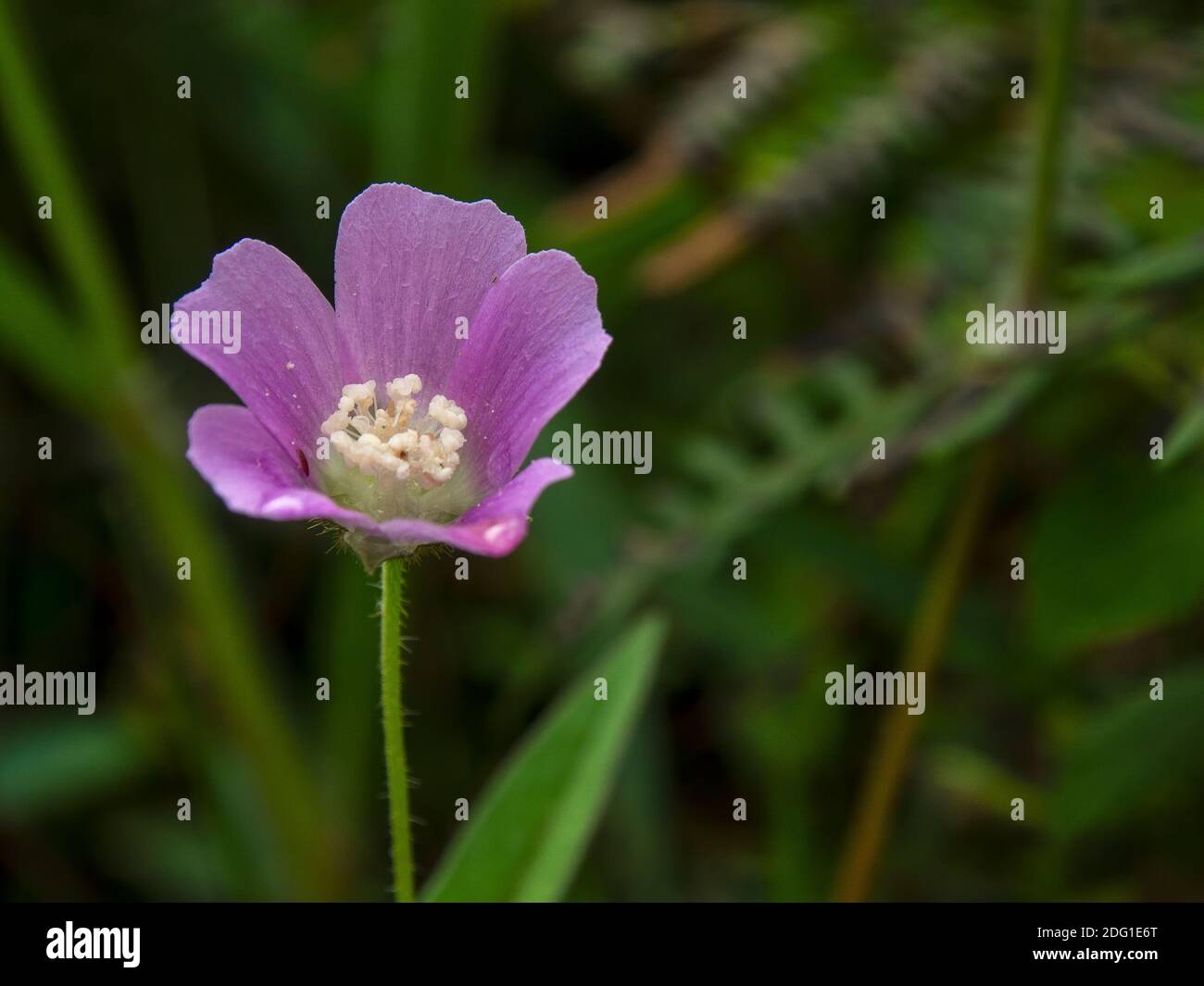 Macro photography of a spurred anoda flower, captured in a fleld near the town of Gachantiva, in the central Andean mountains of Colombia. Stock Photo