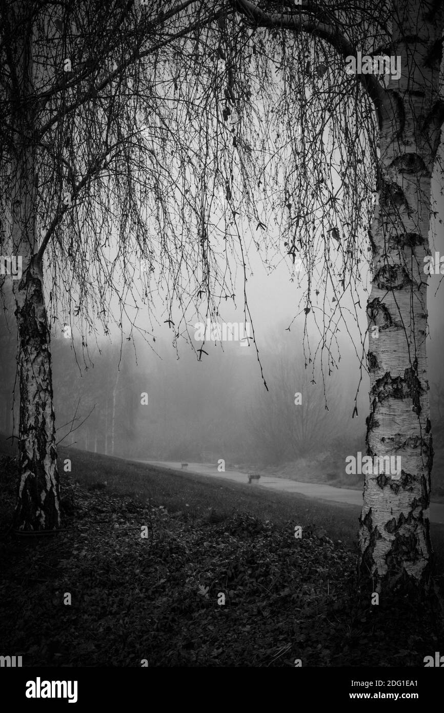 London  - UK, December 2020 : silver birch trees in a misty Queen Elizabeth Olympic park Stock Photo