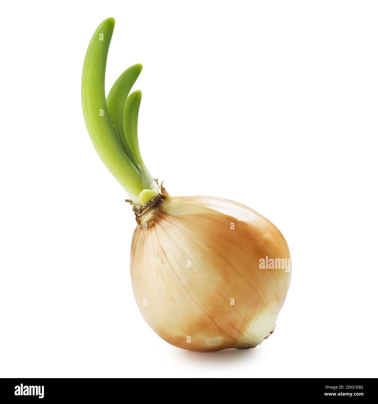 Onion seedling plant Cut Out Stock Images & Pictures - Alamy