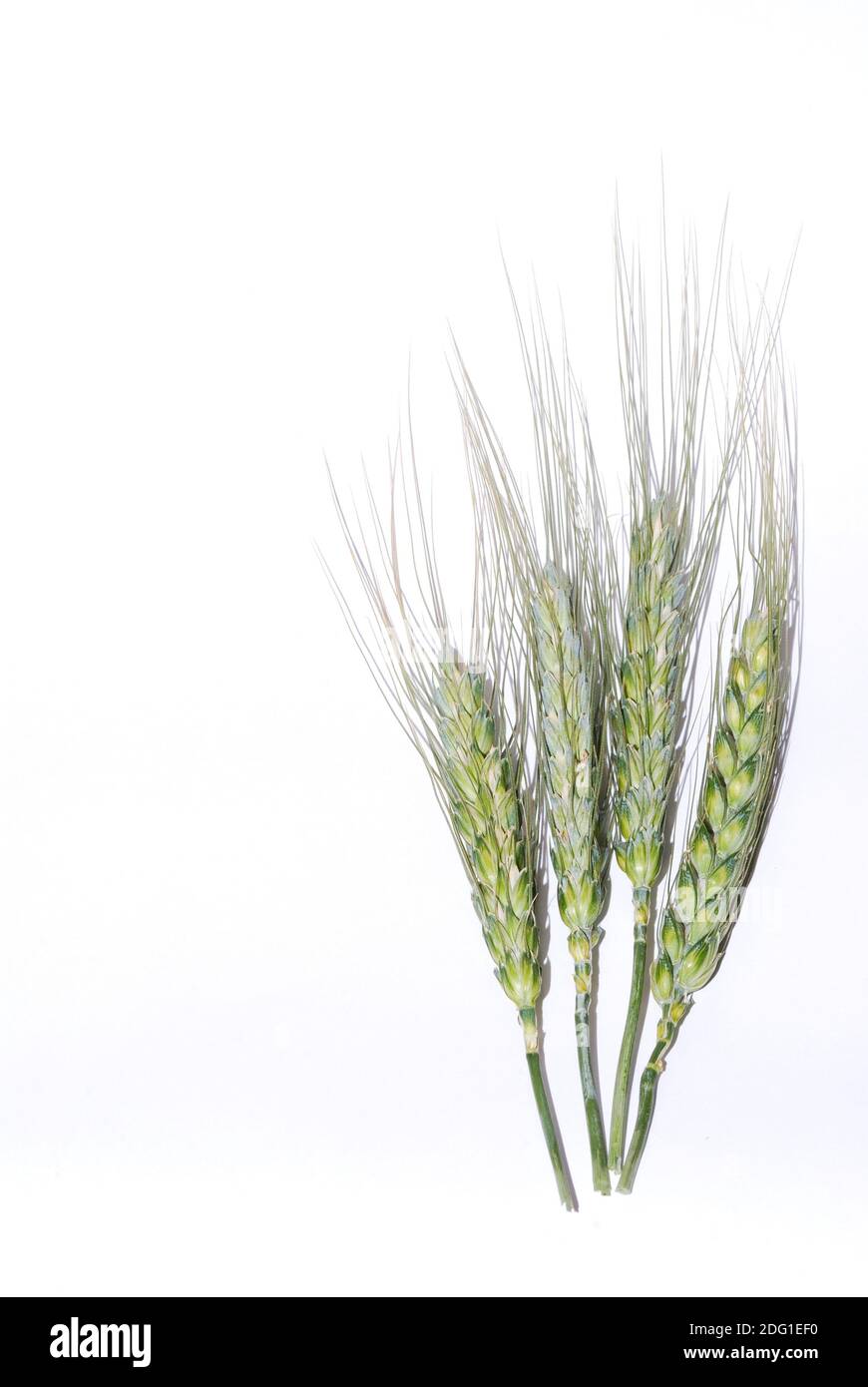Wheat white background Stock Photo