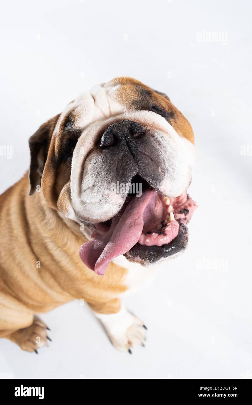 Open mouth. The English Bulldog was bred as a companion and deterrent dog.  A breed with a brown coat with white patches Stock Photo - Alamy