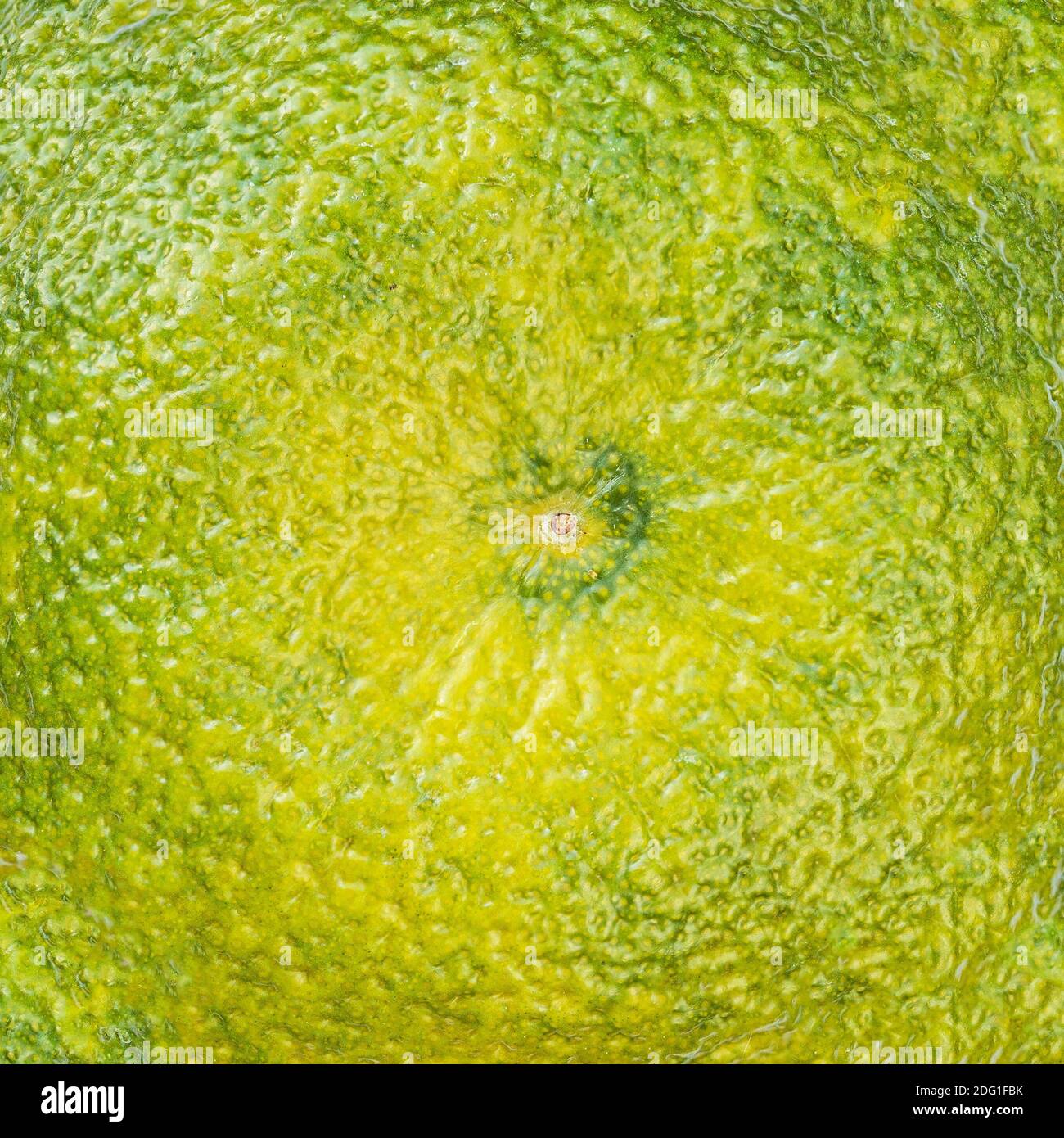 Mandarine fruit  Textured Background (clementine, tangerin), macro Stock Photo