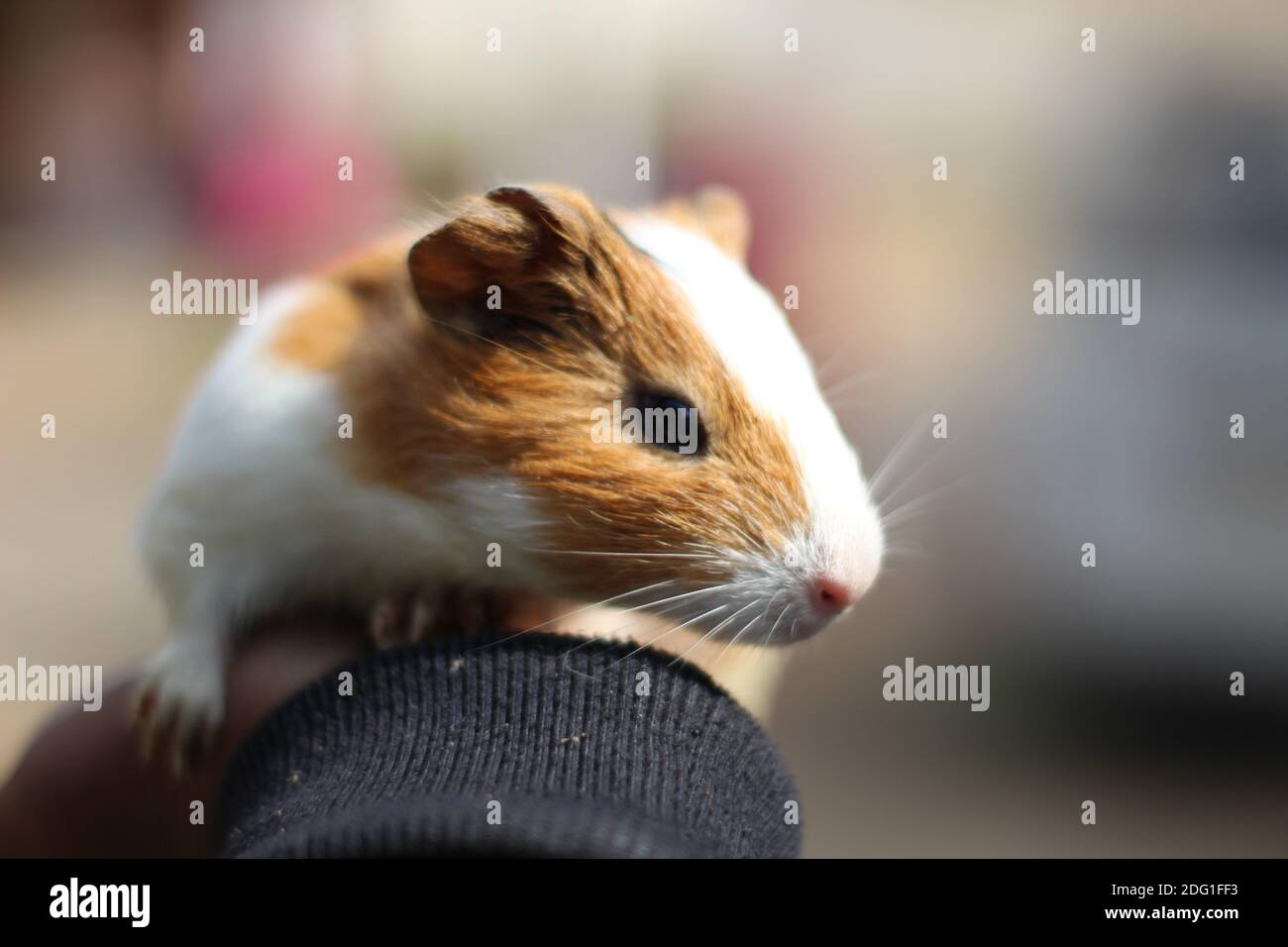 Download Cute Guinea Pig Pictures  Wallpaperscom