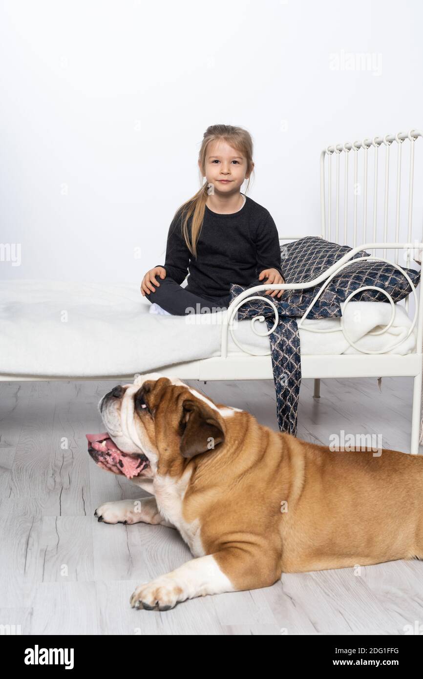 English Bulldog High Resolution Stock Photography And Images Alamy English Bulldog High Resolution Stock Photography And Images Alamy