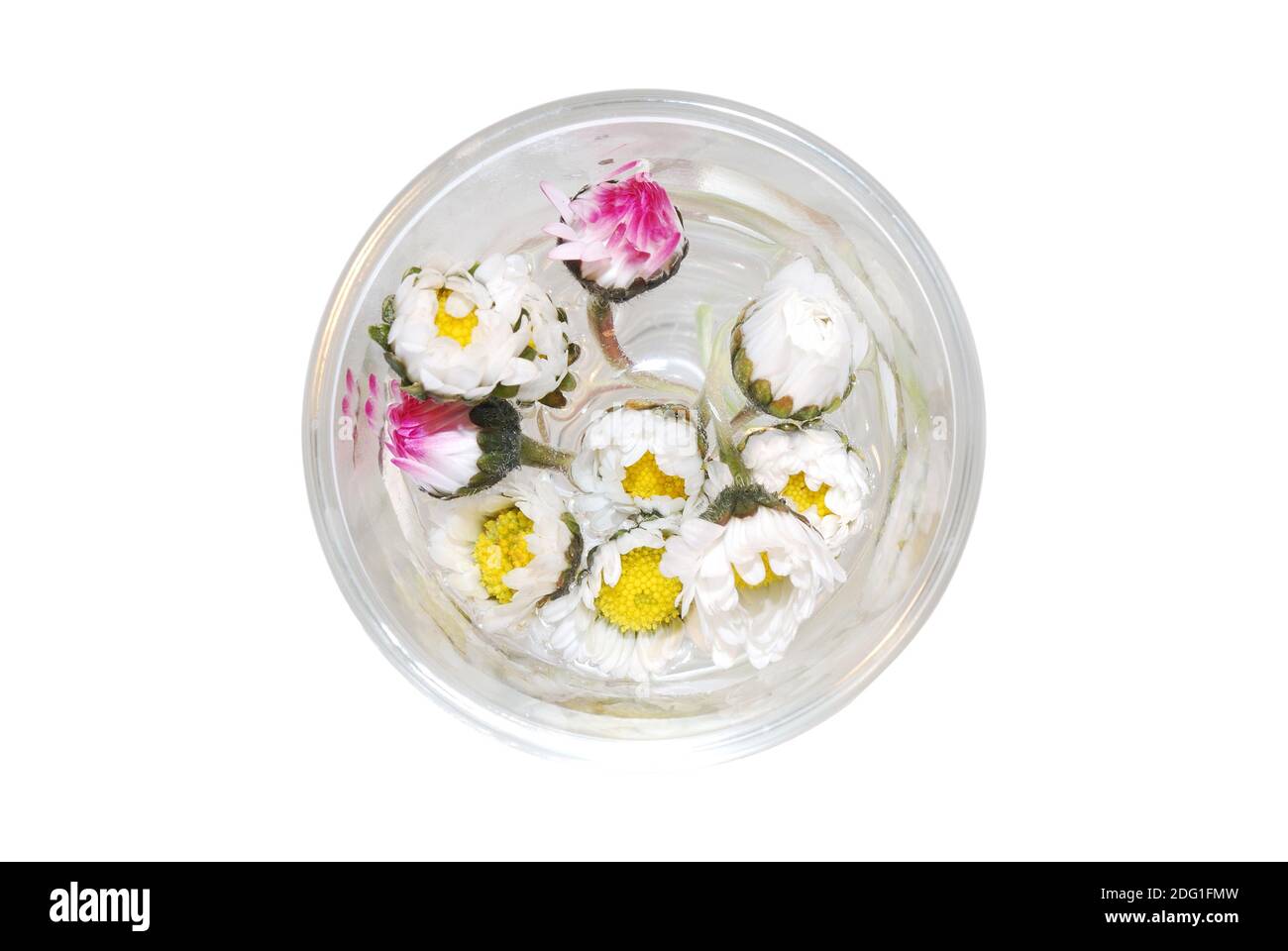 Goose flowers in glass from above Stock Photo