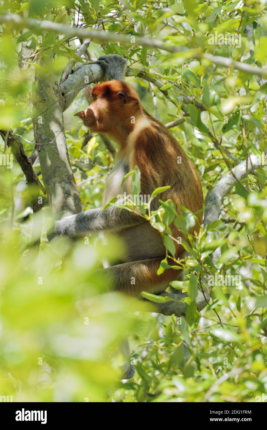 Proboscis monkey on a mangrove tree on Borneo Island, Sarawak, Malaysia Stock Photo