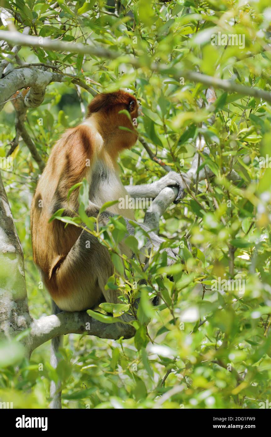 Proboscis monkey on a mangrove tree on Borneo Island, Sarawak, Malaysia Stock Photo