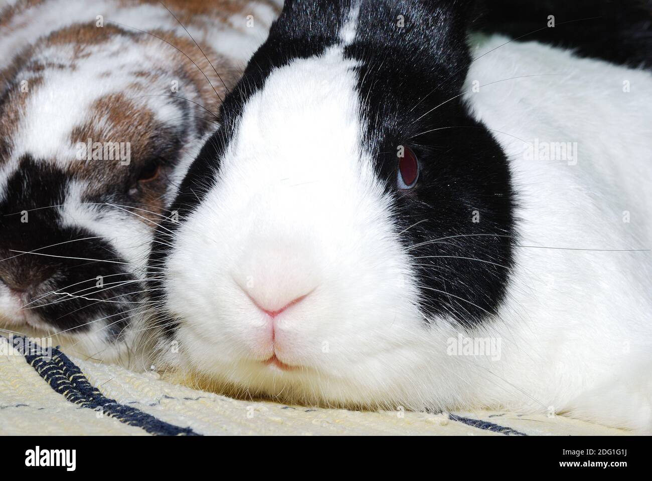 Rabbit camera Stock Photo
