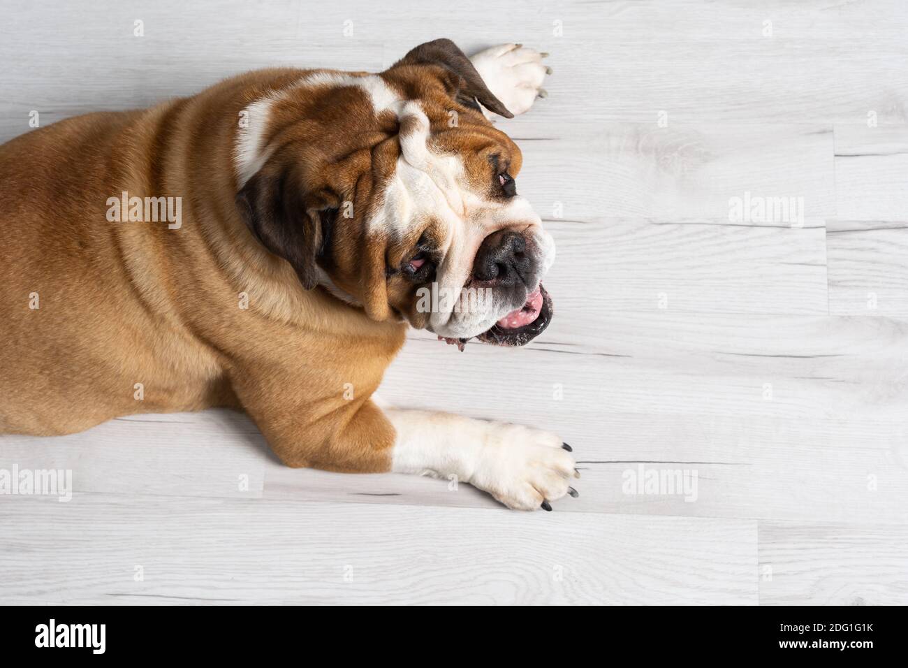 Fat Bulldog High Resolution Stock Photography And Images Alamy