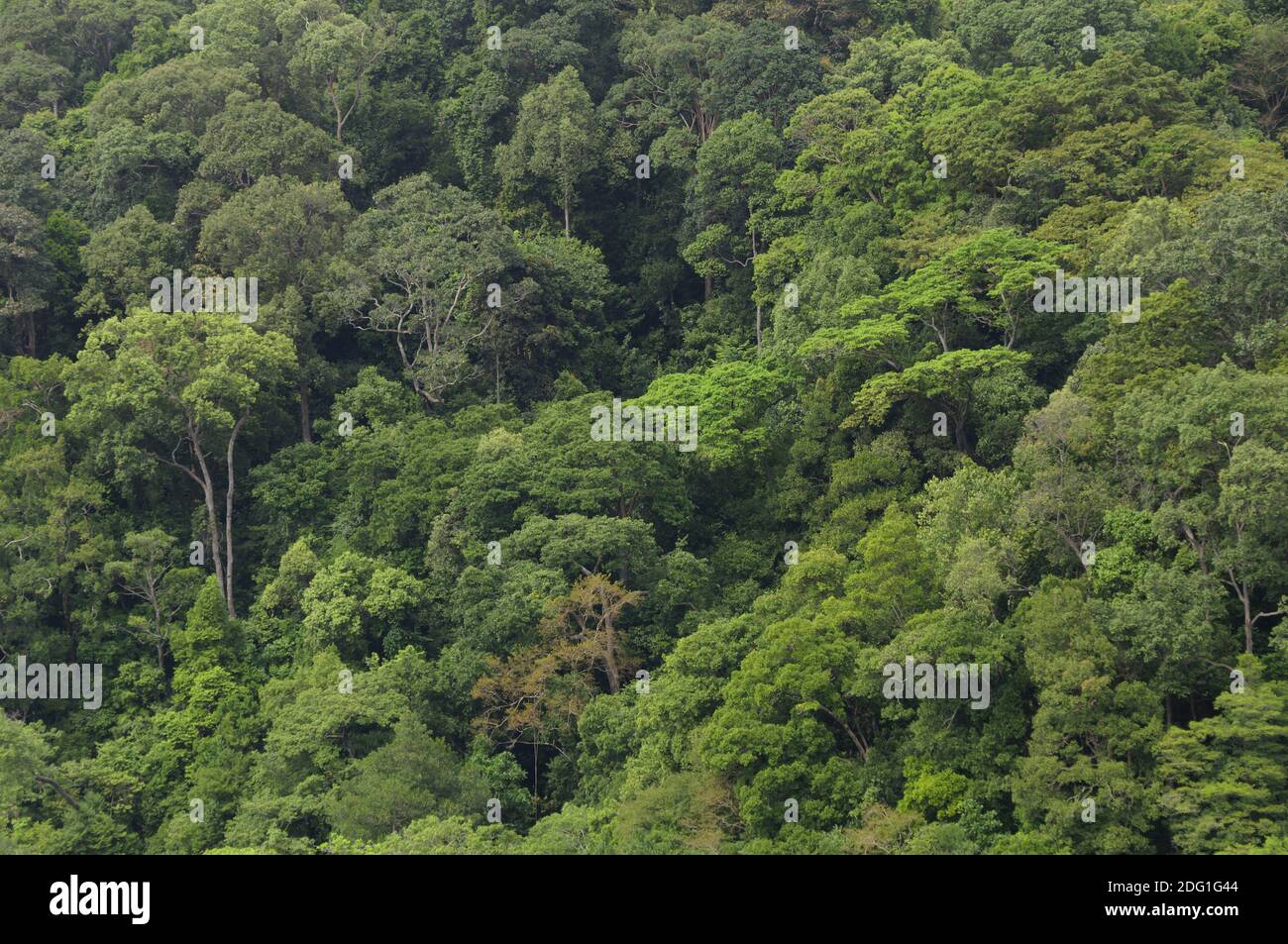 Rainforest dense asia jungle hi-res stock photography and images - Alamy