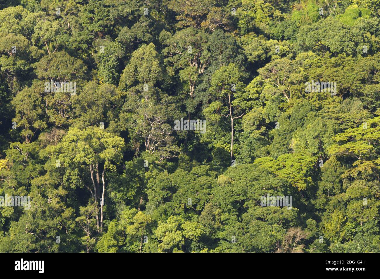 Jungle tropical forest green treetop hi-res stock photography and ...