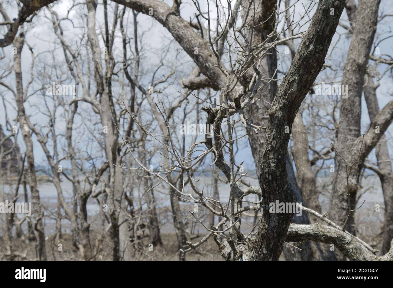 Mangrove forest at low tide on the coast from Borneo,Malaysia. Stock Photo