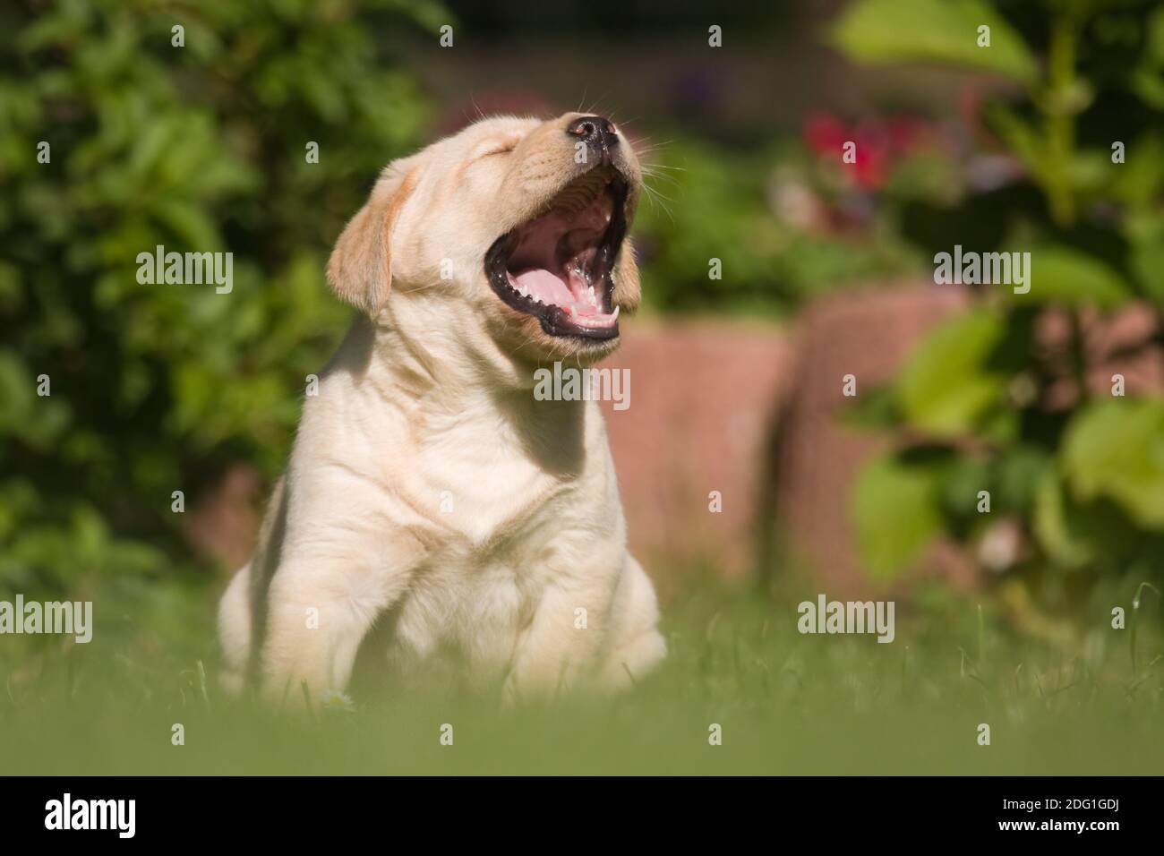 Baby howling hires stock photography and images Alamy