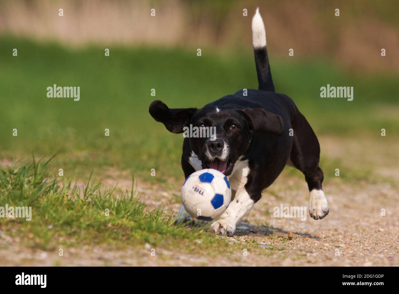 Jack Russell Terrier playing ball Stock Photo