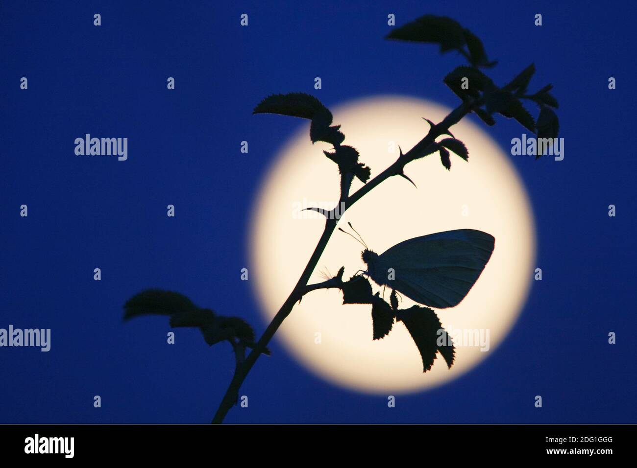 Blue moon butterfly hires stock photography and images Alamy