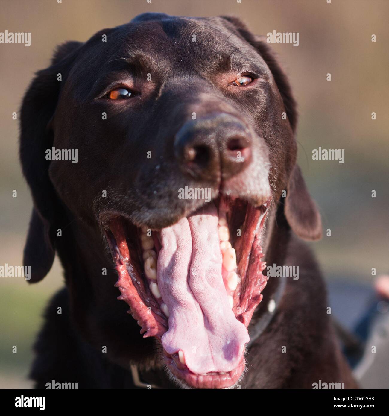 Dog mouth wide open hires stock photography and images Alamy