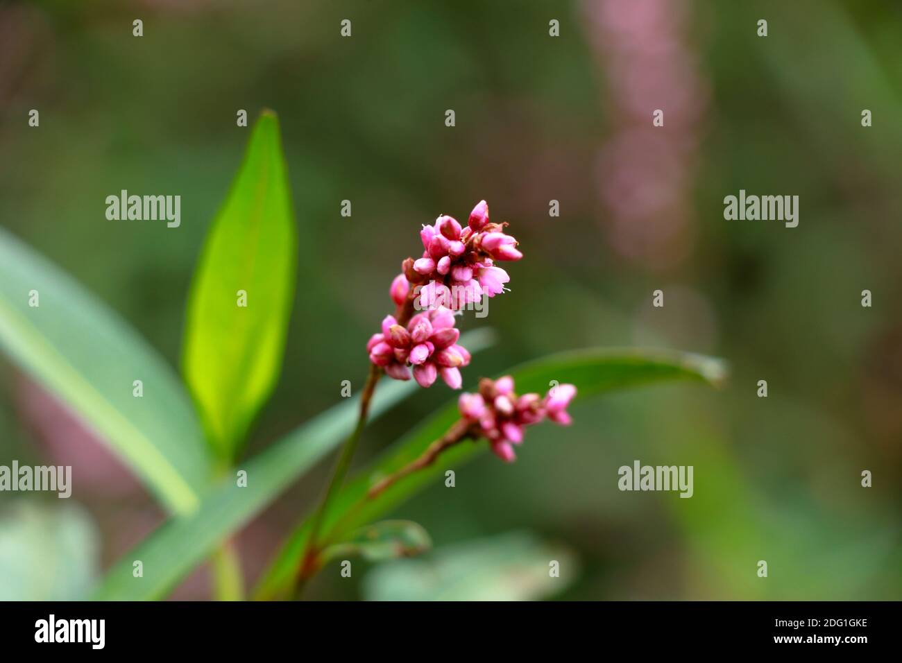 Flower of lady’s thumb or Persicaria maculosa plant, buckwheat family