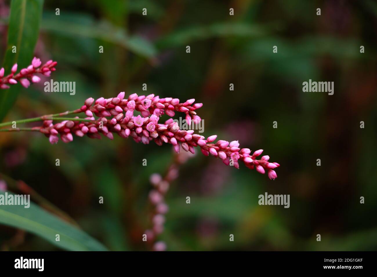 Flower of lady’s thumb or Persicaria maculosa plant, buckwheat family