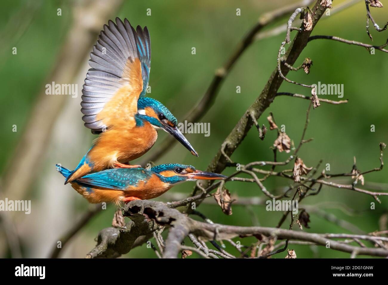 Eisvögel (Alcedo atthis) bei der Paarung Stock Photo