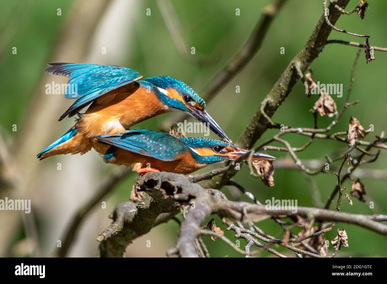 Eisvögel (Alcedo atthis) bei der Paarung Stock Photo