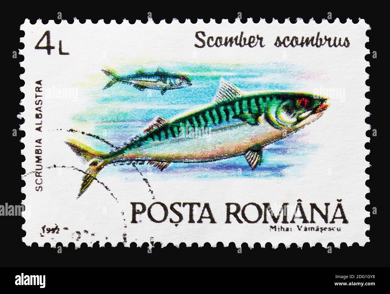 MOSCOW, RUSSIA - AUGUST 18, 2018: A stamp printed in Romania shows Atlantic Mackerel (Scomber scombrus), Fishes serie, circa 1992 Stock Photo
