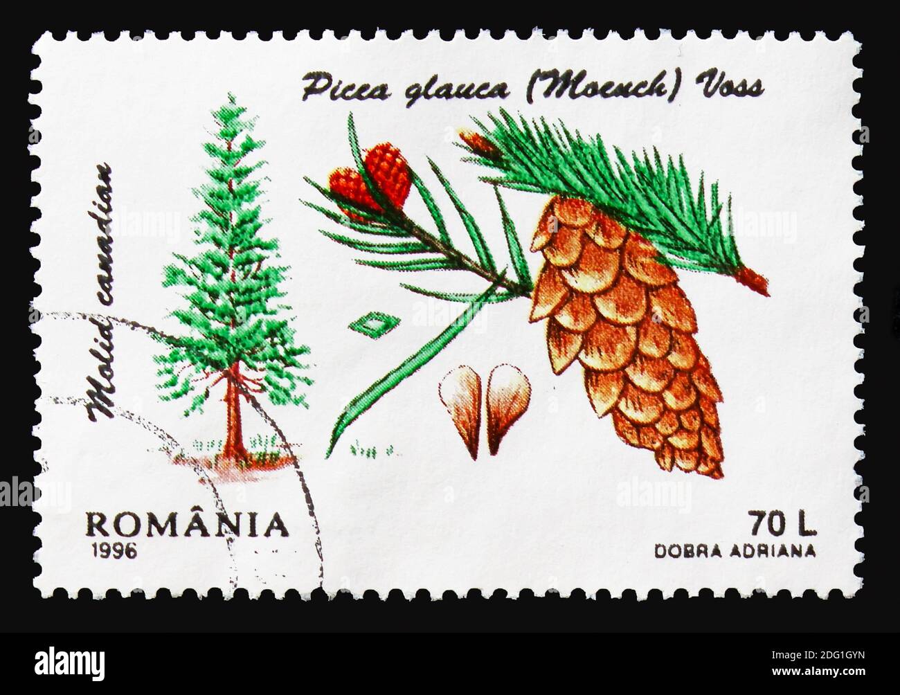 MOSCOW, RUSSIA - AUGUST 18, 2018: A stamp printed in Romania shows White spruce (Picea glauca), Conifers serie, circa 1996 Stock Photo