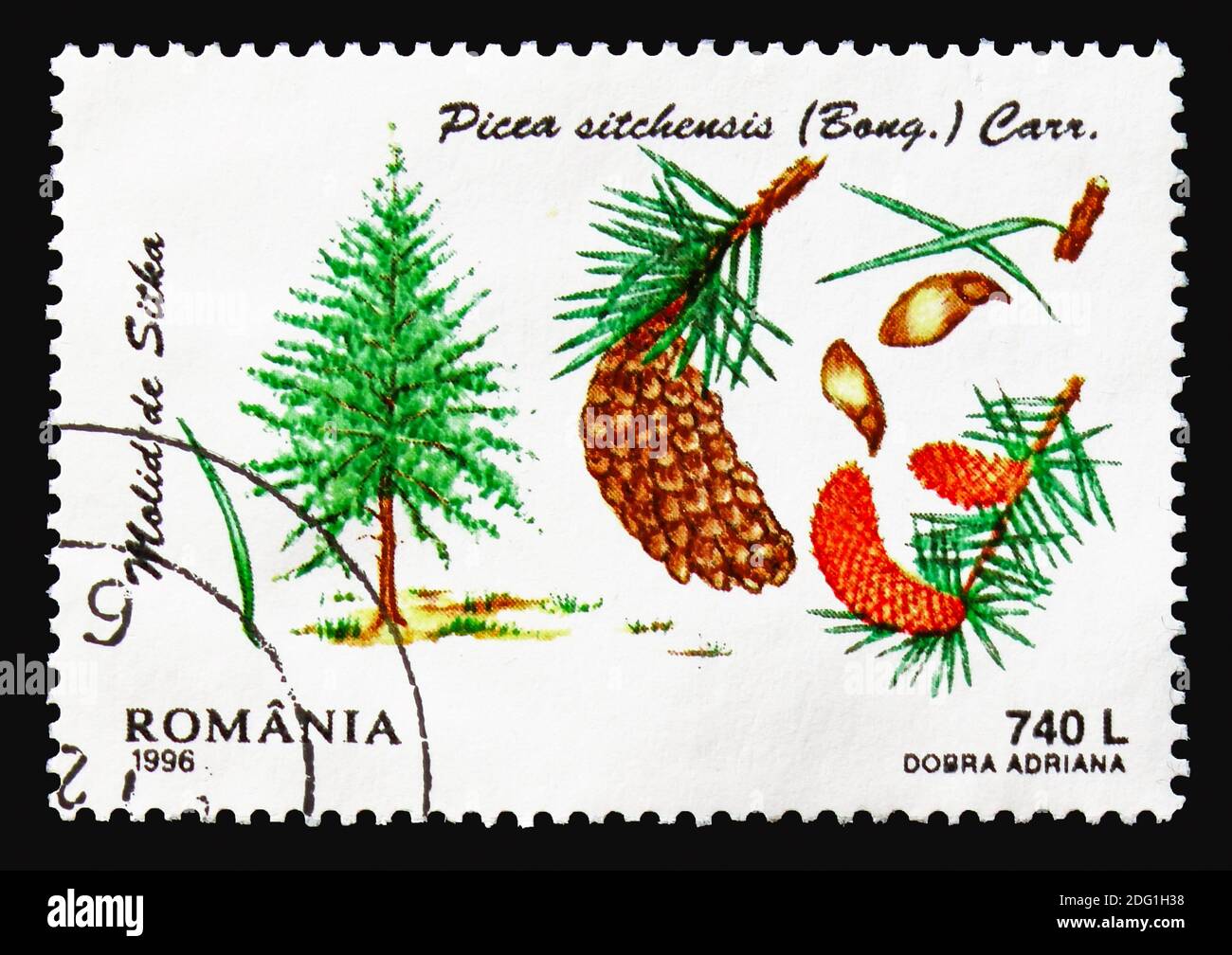 MOSCOW, RUSSIA - AUGUST 18, 2018: A stamp printed in Romania shows Sitka Spruce (Picea sitchensis), Conifers serie, circa 1996 Stock Photo