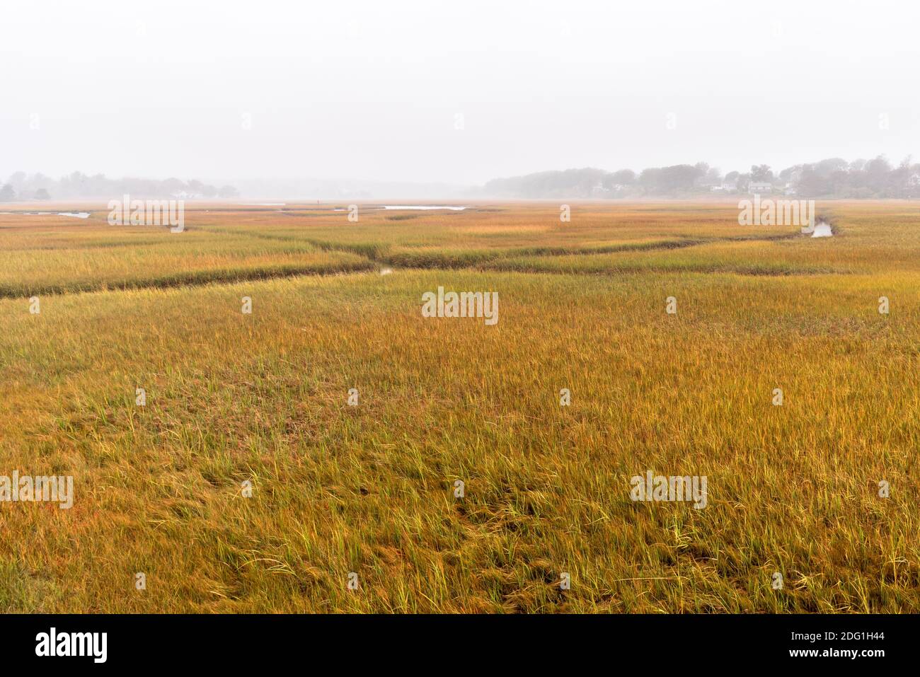 Swath of grassy coastal marshland covered with fog in autumn Stock Photo