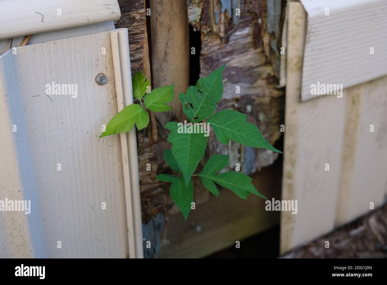 Poison Ivy Growing on Building Toxicodendron radicans Stock Photo