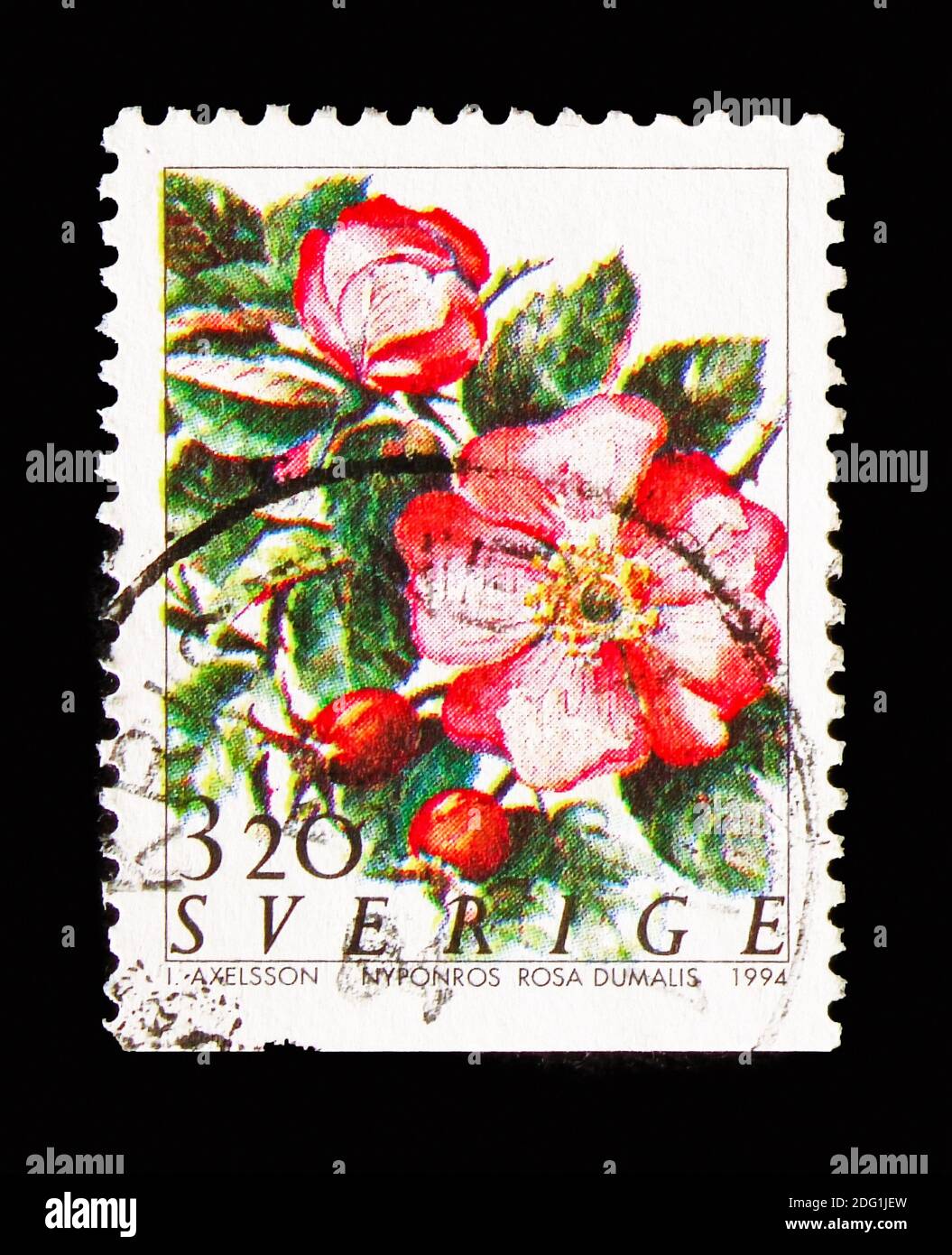 MOSCOW, RUSSIA - AUGUST 18, 2018: A stamp printed in Sweden shows Wild Rose (Rosa dumalis), Roses serie, circa 1994 Stock Photo